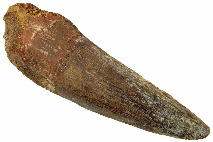 Fossil Spinosaurus Tooth - Real Dinosaur Tooth #319005